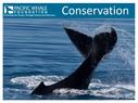 Pacific Whale - Conservation